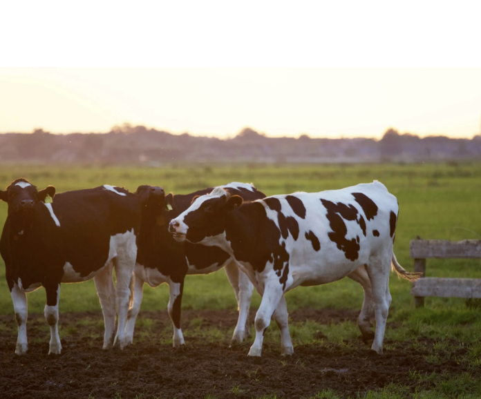 dairy-outlook-2026-higher-milk-production-and-stronger-prices
